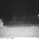 Illustration for article titled Police set up camera to record wildlife, capture shithead teens instead